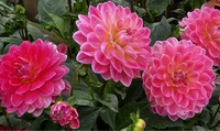 Nahaufnahme mehrerer pinker Dahlien vor grünem Blätterhintergrund
