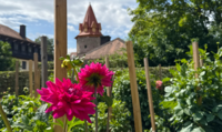 Dahliengarten mit Blick auf den Hexenturm